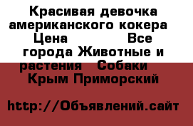 Красивая девочка американского кокера › Цена ­ 35 000 - Все города Животные и растения » Собаки   . Крым,Приморский